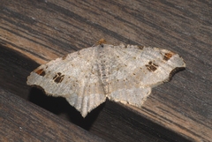 Macaria alternata