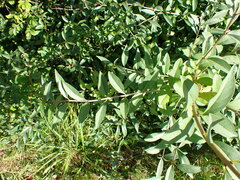 Ligustrum vulgare