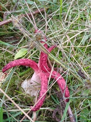 Clathrus archeri