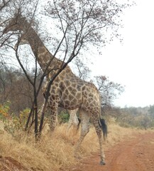 Giraffa camelopardalis giraffa