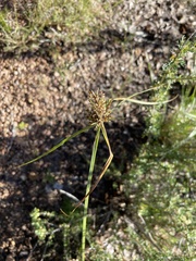 Cyperus squarrosus
