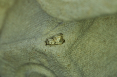 Phalonidia memoranda