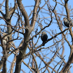 Rhopospina carbonaria