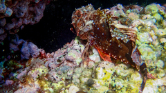 Scorpaena maderensis