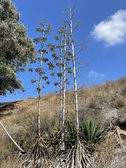 Agave americana