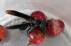 Synoeca septentrionalis