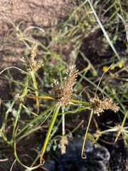 Cyperus squarrosus