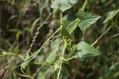 Cucumis ritchiei
