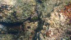 Epinephelus marginatus