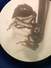 Synoeca septentrionalis
