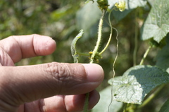 Cucumis ritchiei