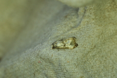 Phalonidia memoranda