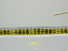 Desmidium