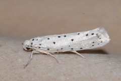 Yponomeuta malinellus