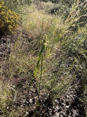 Cyperus squarrosus