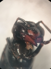 Synoeca septentrionalis