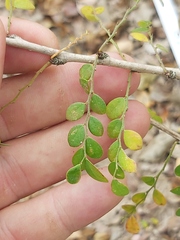 Phyllanthus macranthus macranthus