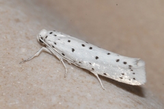 Yponomeuta malinellus