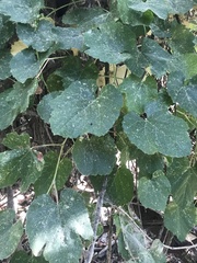 Vitis californica