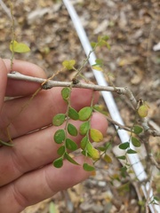 Phyllanthus macranthus macranthus