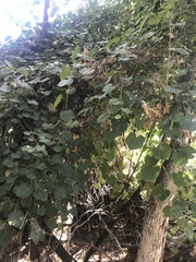 Vitis californica