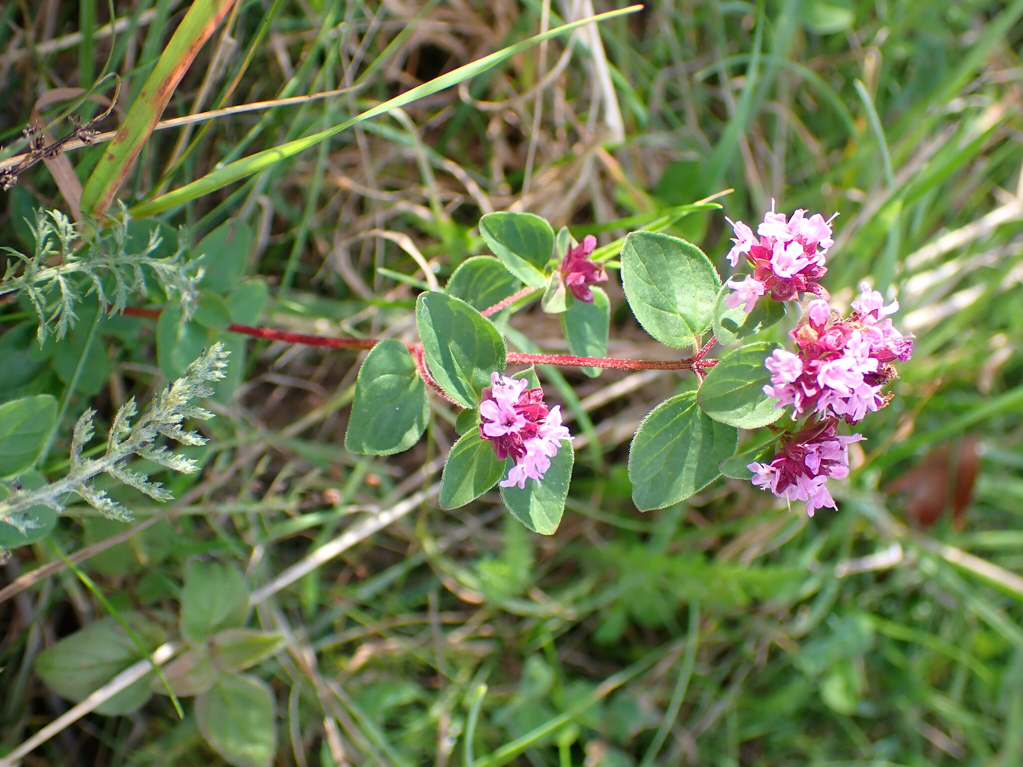 Origanum vulgare — photo 3