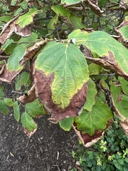 Xylella fastidiosa