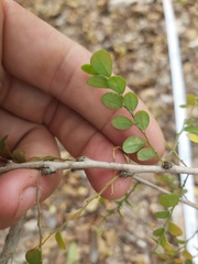 Phyllanthus macranthus macranthus