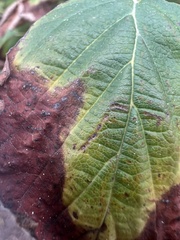 Xylella fastidiosa