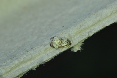 Phalonidia memoranda