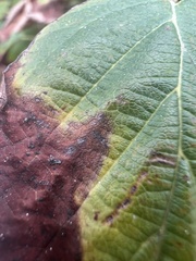 Xylella fastidiosa