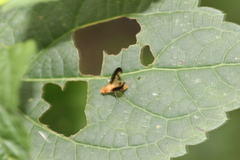 Toxonevra superba