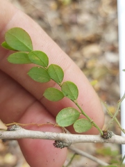 Phyllanthus macranthus macranthus