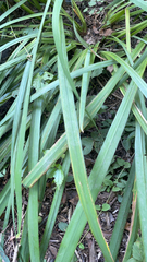 Asparagales