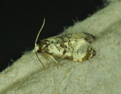 Phalonidia memoranda