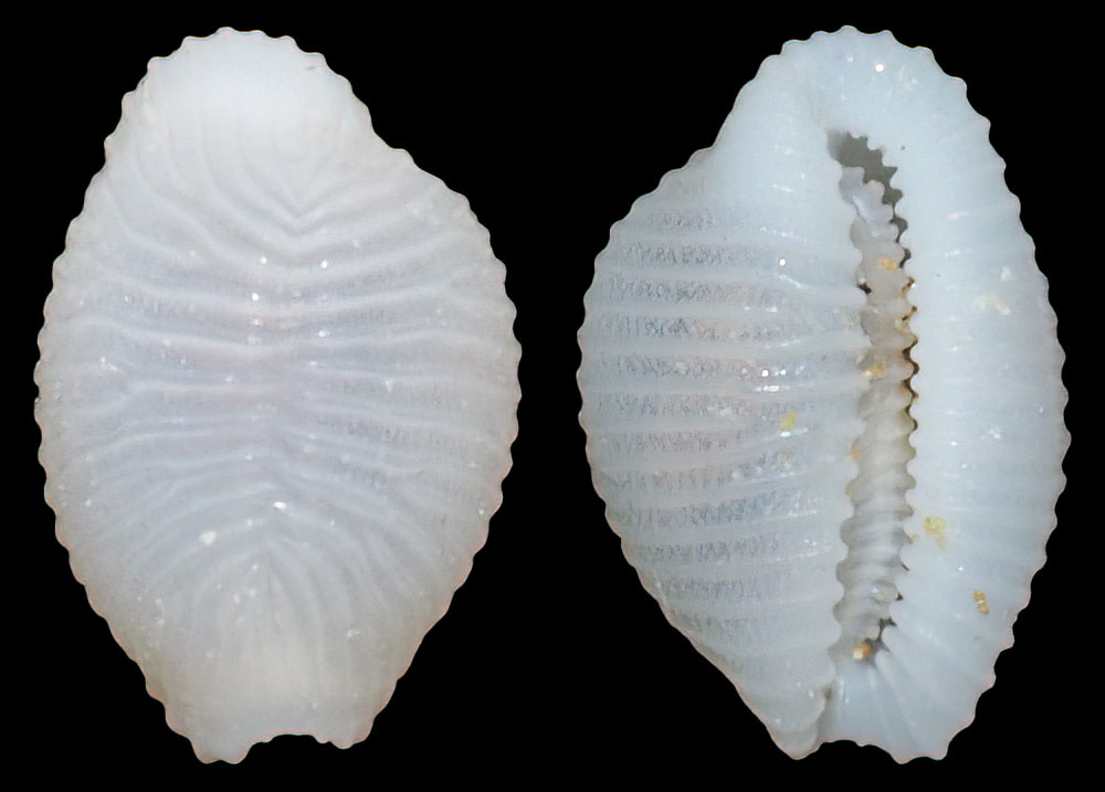 Trivirostra mactanica