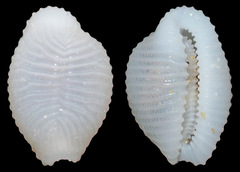 Trivirostra mactanica