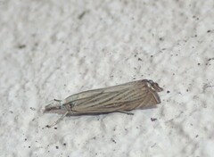 Chrysoteuchia culmella