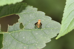 Toxonevra superba
