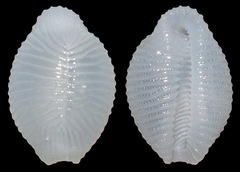 Trivirostra mactanica