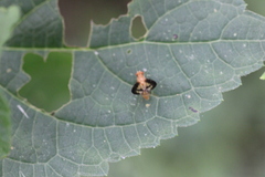 Toxonevra superba