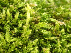 Brachythecium rutabulum