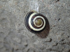 Cepaea nemoralis