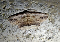 Menophra abruptaria