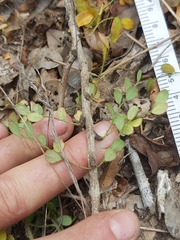 Phyllanthus macranthus macranthus