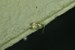 Phalonidia memoranda