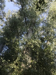 Populus fremontii