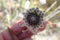 Serruria reflexa