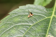 Toxonevra superba