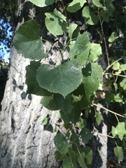Populus fremontii